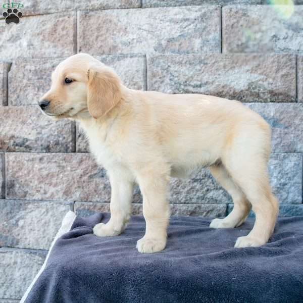 Melody, Golden Retriever Puppy
